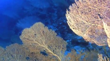 Underwater scene - Scuba diving over a gorgonian field
