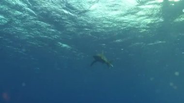 Widlife underwater - Shark swimming in shallow water