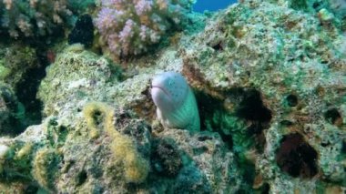 Wildlife underwater - Little moray eel in a coral reef