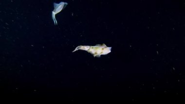 Two cuttle fish in dark water - Night scuba diving 