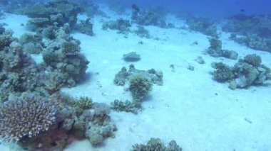 Matine life - Little sea ray swimming over the seabed