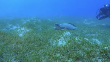 Scuba diver with a quiet sea turtle over the seabed