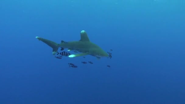 Widlife Underwater Shark Swimming Camera — Stockvideo