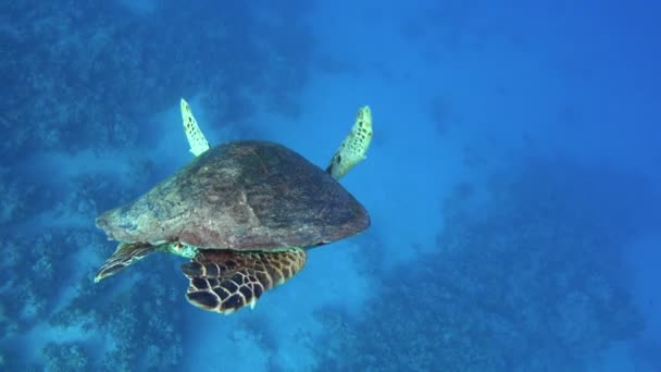 Pov Sea Turtle Swimming Clear Blue Water Red Sea Underwater — стоковое видео