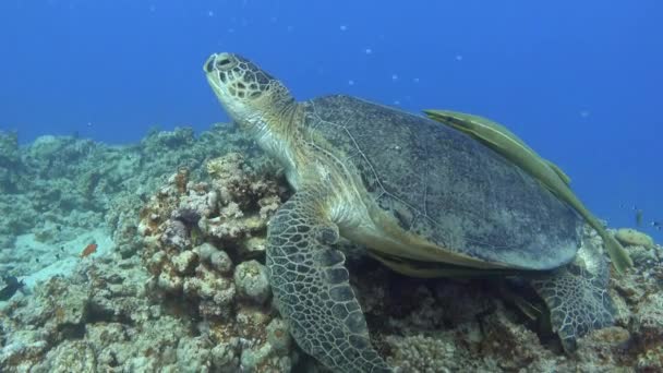 Marine Life Sea Turtle Quiet Coral Reef Rechtenvrije Stockvideo's