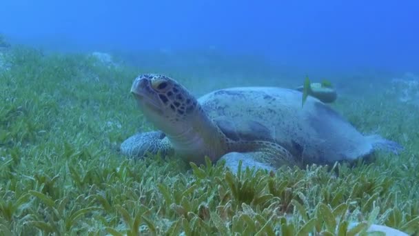 Marine Life Sea Turtle Remora Fish Swimming His Shell — Stockvideo
