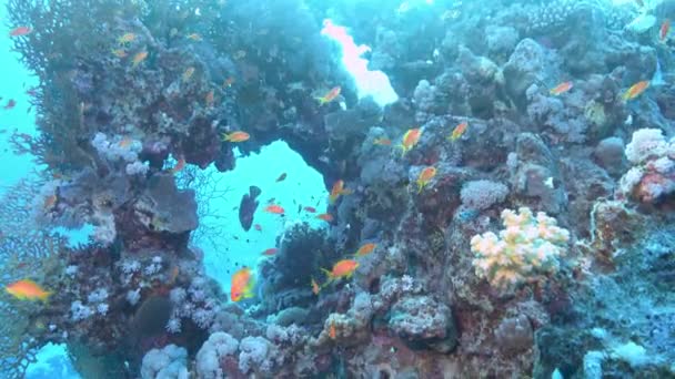 Червоне Море Маленький Рибний Мішок — стокове відео