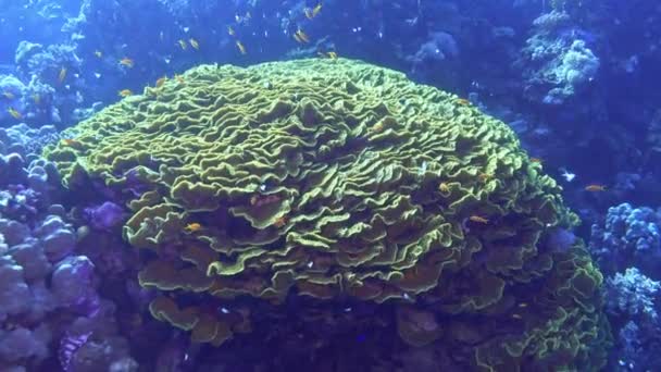 Underwater Scene Red Sea Coral Reef — Stockvideo