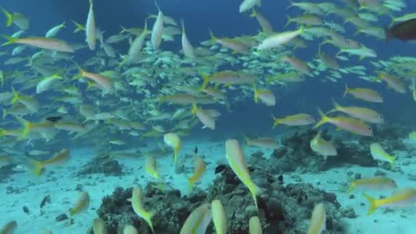 Red Sea Underwater Yellow Banded Fish Shoal — Stok video