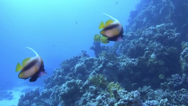 Nature Underwater Idol Surgeon Fish Red Sea Reef — Vídeo de Stock
