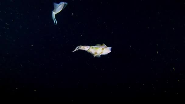 Doi Pești Cuttle Apă Întunecată Scufundări Noapte — Videoclip de stoc