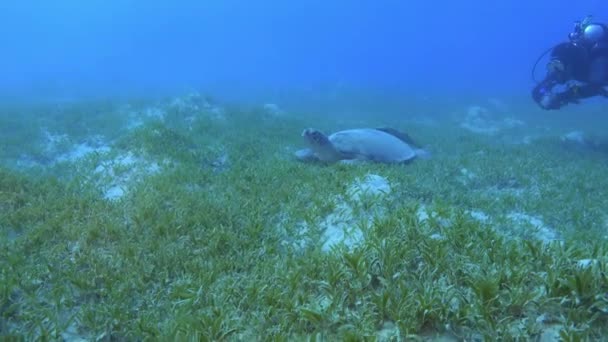 Scuba Diver Quiet Sea Turtle Seabed — Vídeo de Stock