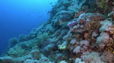 Underwater scene - Red Sea coral reef view