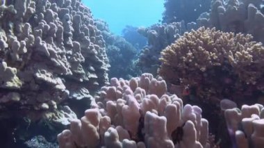 POV - Scuba diving in Red Sea coral reef