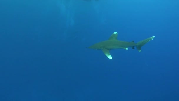 野生生物水中 青い海の水でLongimanusサメ水泳 — ストック動画