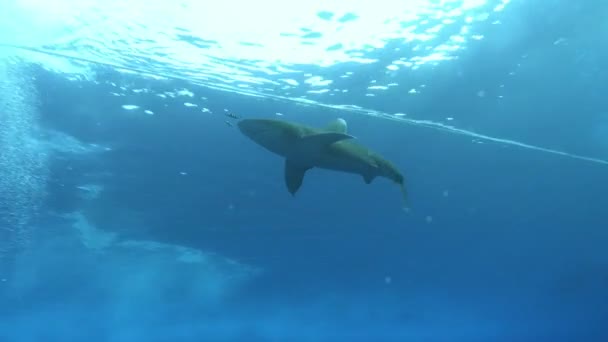 紅海水中野生生物 浅い水でLongimanusサメ水泳 — ストック動画