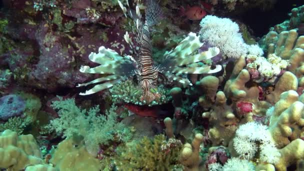 Widlife Underwater Lionfish Colouful Coral Reef — Stok video
