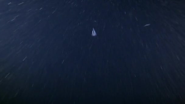 Природа Під Водою Каракатиця Полює Маленьку Рибу Вночі — стокове відео