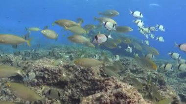 Underwater scene - Mediterranean Sea bream fish ando gold banded fish shoals