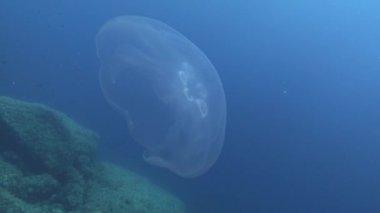 Undersea life - Jellyfish in clean blue sea water