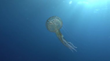 Sun rays over a jellyfish in shallow water