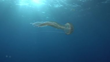 Marine life - Jellyfish in clean, blue sea water