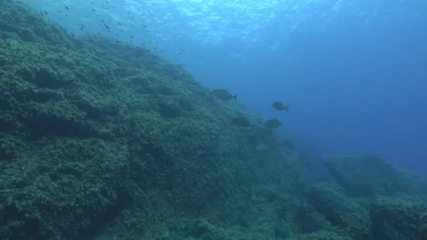 Amberjack Fish Swimming Shallow Water Scuba Diving Majorca — Stockvideo
