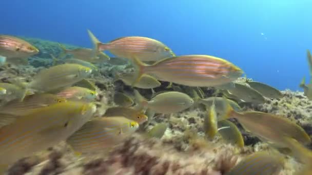 地中海のサンゴ礁の魚 カメラの近くに金の帯魚の浅瀬 — ストック動画