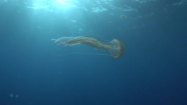 Marine Life Jellyfish Clean Blue Sea Water — Stock videók