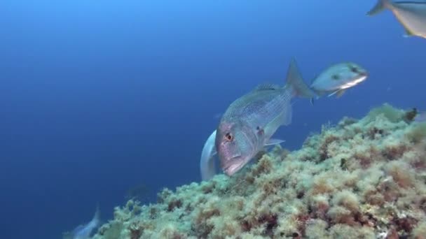 Дентекс Рыба Рядом Камерой Подводная Жизнь Средиземного Моря — стоковое видео