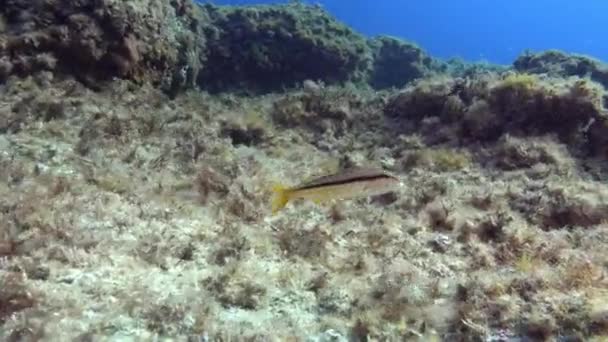 自然水中 カメラの近くに小さなサンゴ礁の魚 地中海 — ストック動画