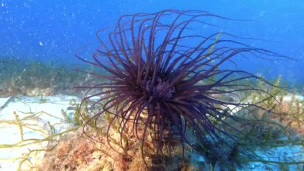 Deep Underwater Sea Life Putple Anemone Meters Depth — Video