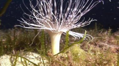 Deep undersea life - White anemone at the seabed