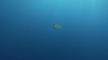 Underwater scene . Alone jellyfish in blue sea water