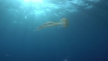 Sun rays over a jellyfish - Mediterranean Sea marine life