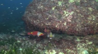 Parrot fish in the Mediterranean Sea - Scuba diving in Majorca