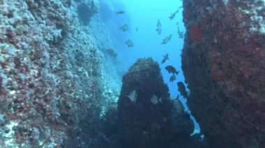 POV scuba diving with brown meagre and Mediterranean breams fish