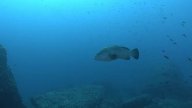 Underwater life - Big grouper fish in cloudy water