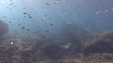 Underwater landscape - Mediterranean marine reserve in Majorca