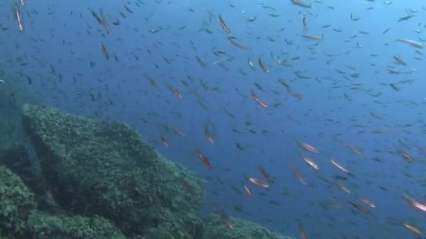 School Amberjack Fish Chasing Little Fish Shoal — Stock video