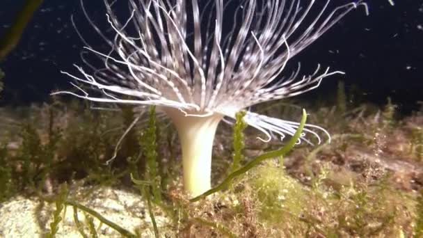 Deep Undersea Life White Anemone Seabed — Video Stock