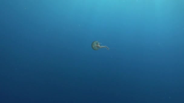 Underwater Scene Alone Jellyfish Blue Sea Water — Stock video