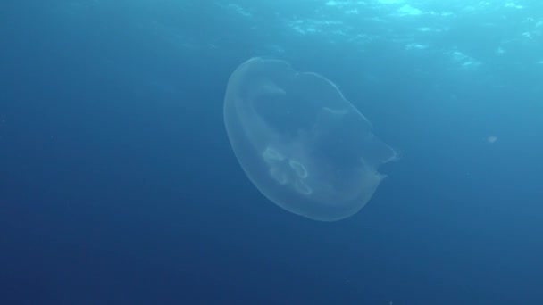 Rare Jellyfish Mediterranean Sea Marine Life — Vídeo de stock