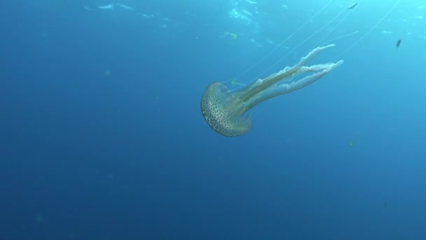 Marine Life Jellyfish Shallow Sea Water — Stockvideo
