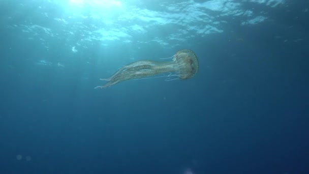 Sun Rays Jellyfish Mediterranean Sea Marine Life — Vídeo de stock