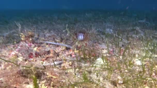 Deep Underwater Anemone Closes Camera Underwater Life — Vídeo de stock