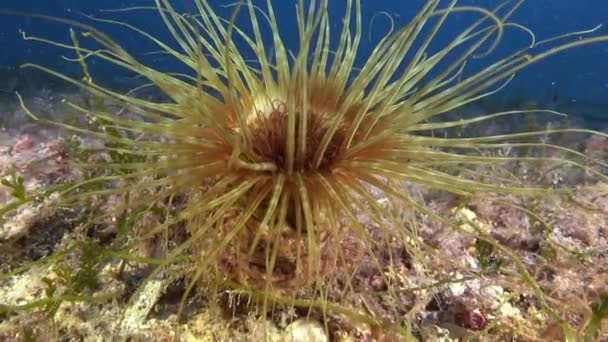 Deep Underwater Marine Life Anemone Closeup — Video Stock
