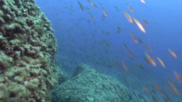 Marine Life Scorpionfish Swimming Meditarranean Underwater Landscape — Vídeo de stock