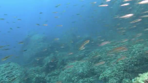 Underwater Scene Fish Bait Ball Escapes Amberjackfish School — Vídeos de Stock