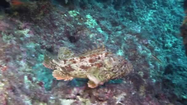 Marine Life Scorpionfish Swimming Meditarranean Underwater Landscape — 图库视频影像